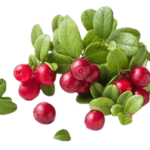 bearberry-removebg-preview-150x150-1.png